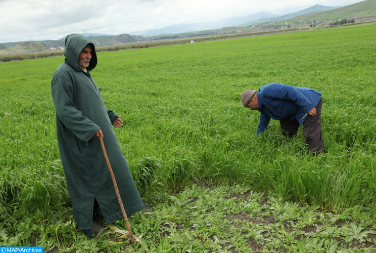 Le Maroc parie sur la «révolution agricole» (journal angolais)