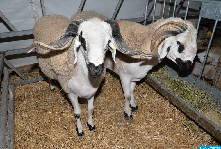 Aid Al Adha: 2,25 millions de têtes d'ovins et de caprins identifiés (ministère)