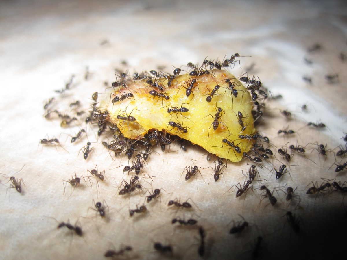 Dites adieu aux fourmis