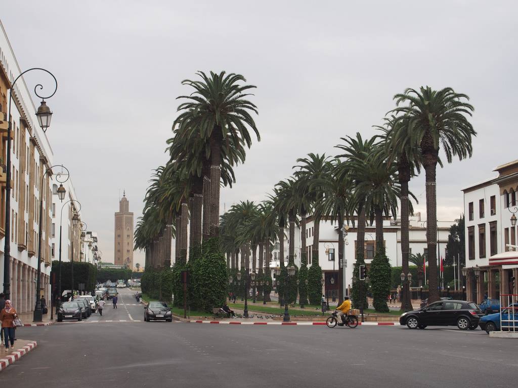 La plantation massive de palmiers au Maroc