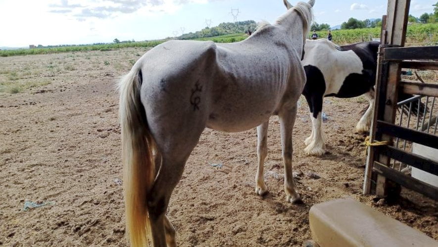 Aude : quatre chevaux et trois moutons saisis pour suspicion de maltraitance animale à Laure-Minervois