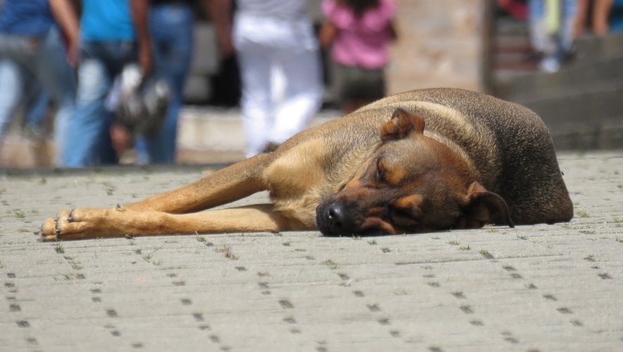 Laissé sur une terrasse en pleine chaleur par son propriétaire parti en vacances, le chien meurt en sautant dans le vide