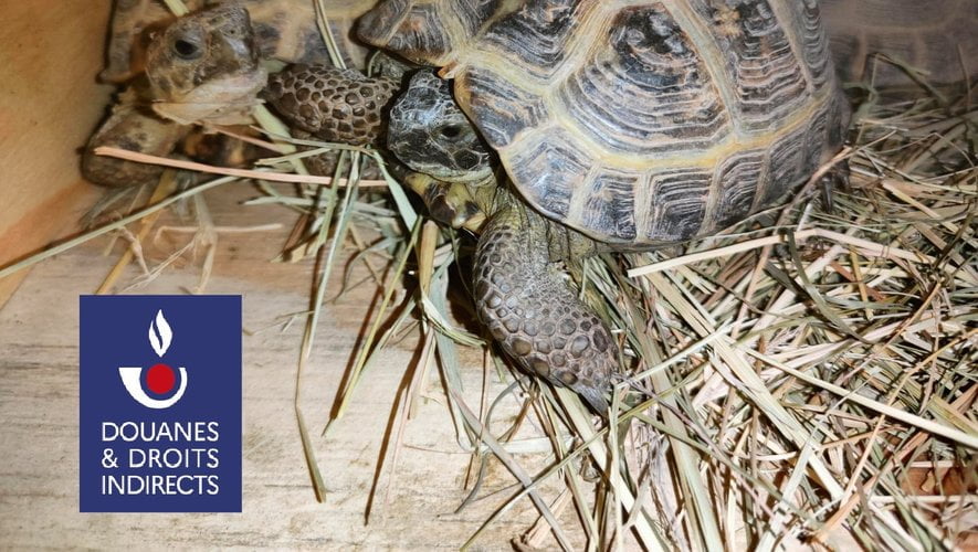 Pyrénées-Orientales : une cargaison d'une centaine de tortues interceptée par la douane à Bourg-Madame