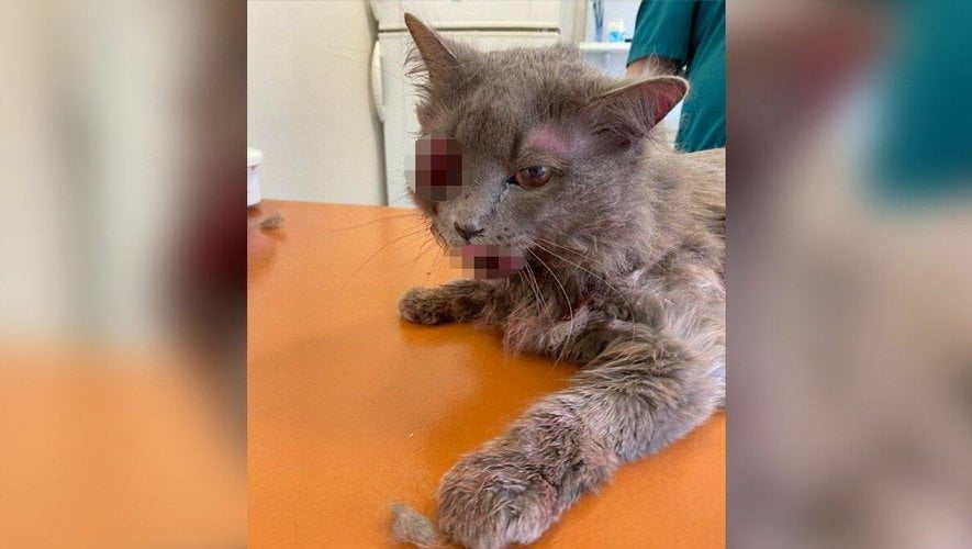 Il avait enfermé son chat dans un sac pour le piétiner dans la rue : un homme condamné à six mois de prison ferme
