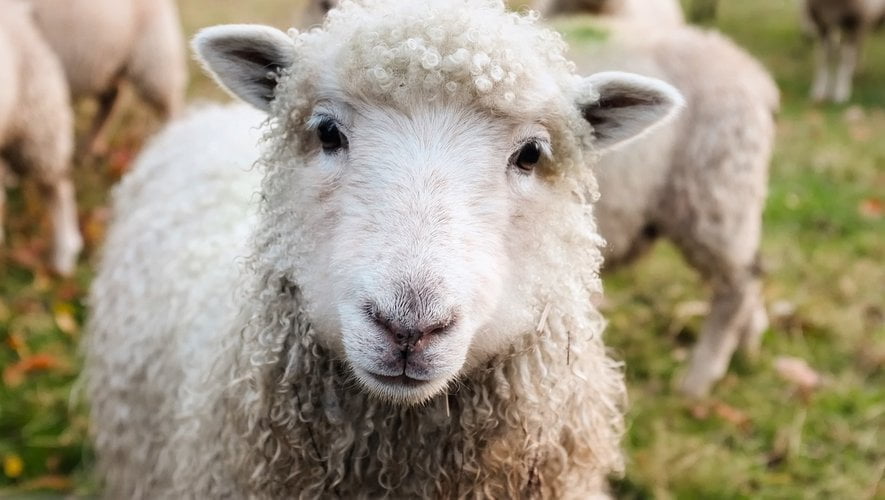 Ils n'avaient plus d'herbe à brouter après de terribles inondations : un troupeau de moutons dévore 100 kilos de cannabis