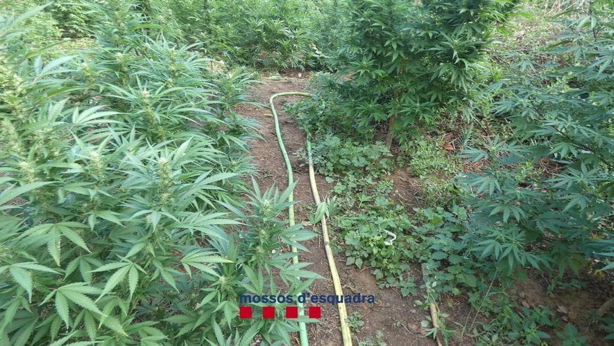 Les "jardiniers" menacent les policiers avec un harpon et une matraque télescopique pour protéger leurs plants de cannabis
