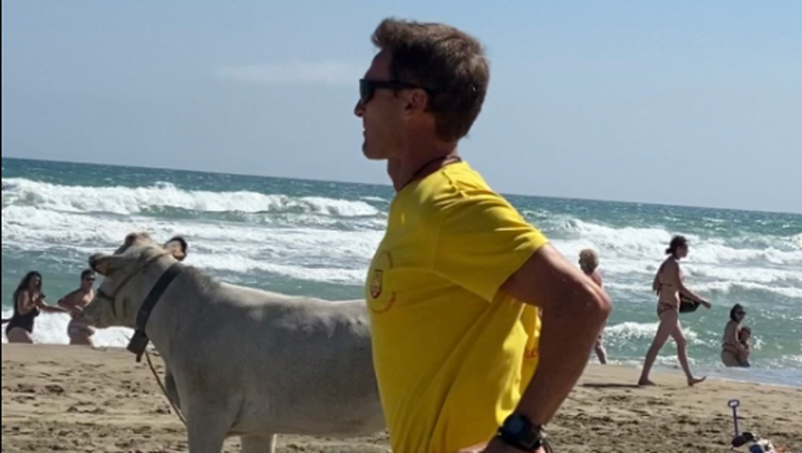 Près de Perpignan : Une vache de la Ferme à Canet s'échappe sur la plage au milieu des baigneurs