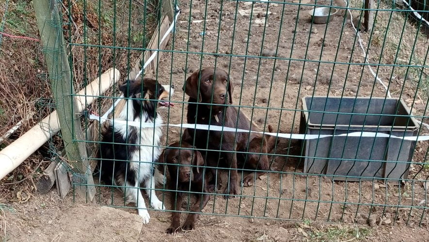 Près de Carcassonne : un élevage illicite de chiens découvert en montagne Noire, sur fond de maltraitance animale
