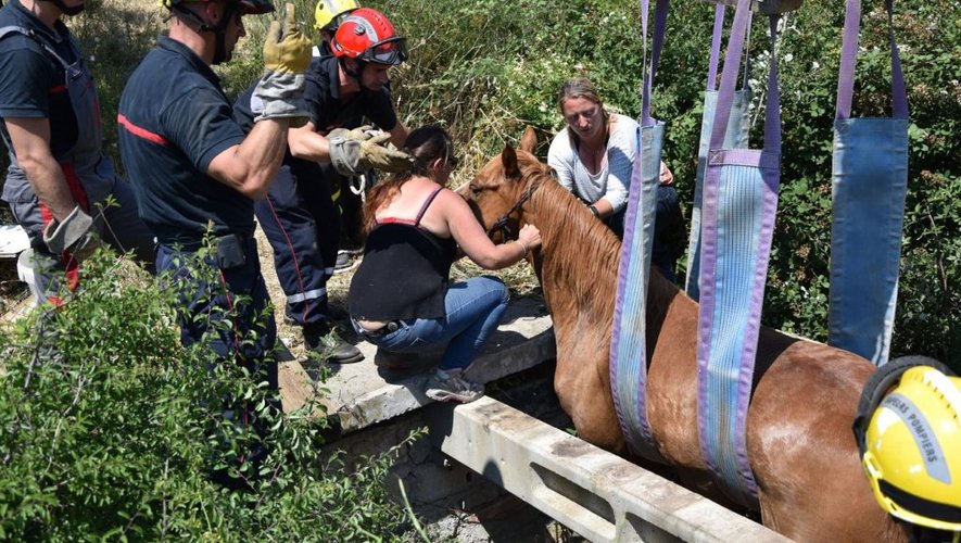 Une première dans les Pyrénées-Orientales : des sapeurs-pompiers vétérinaires au secours des animaux en danger