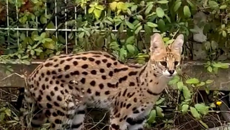 Insolite : un serval retrouvé en liberté dans un quartier de Carcassonne