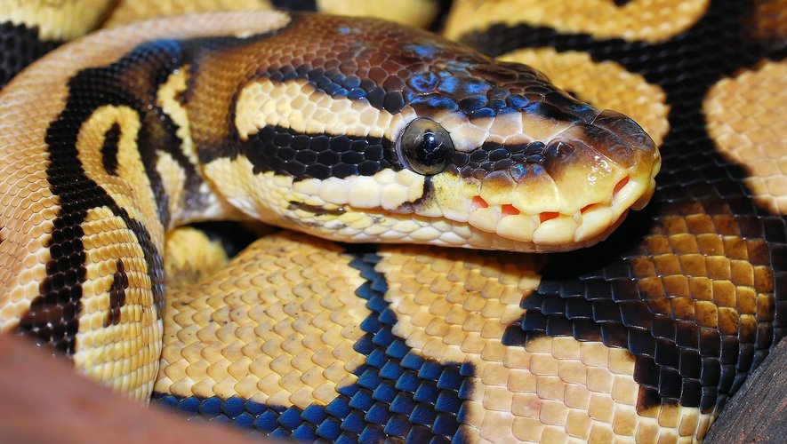 Terrifiante découverte dans une aire de jeux pour enfants : un python retrouvé par une passante