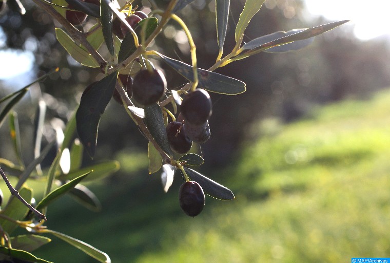 Le prix de l'huile d’olive se cherche un équilibre