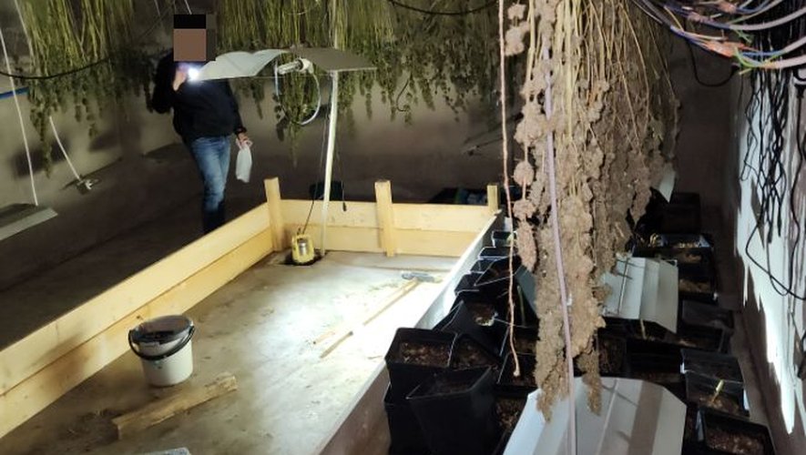 Perpignan : découverte sous une trappe par des agents de la BAC, l'ancienne cave de la maison abritait une culture de cannabis d'une valeur de près de 250 000 euros