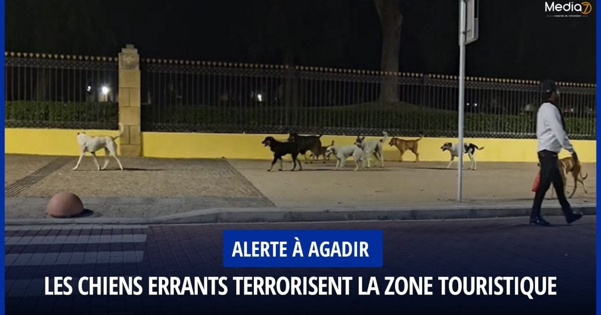 Alerte à Agadir : Les Chiens Errants Terrorisent la Zone Touristique