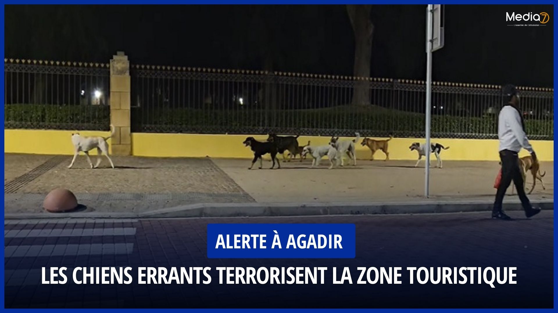 Alerte à Agadir : Les Chiens Errants Terrorisent la Zone Touristique