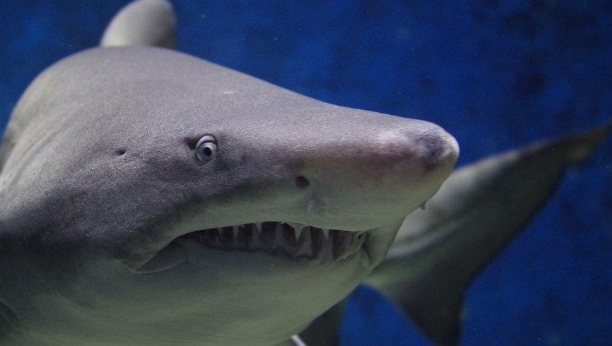 "Nagez avec les requins" : un petit garçon victime d'une attaque dans une piscine lors d'une activité proposée par un hôtel de luxe