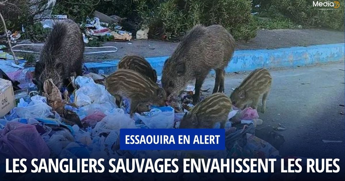 Essaouira en Alert : Sangliers Sauvages envahissent les rues