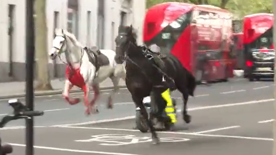 VIDÉO. Un cheval couvert de sang dans les rues de Londres : Pourquoi la panique s'est-elle emparée de la capitale anglaise pendant plusieurs heures ?
