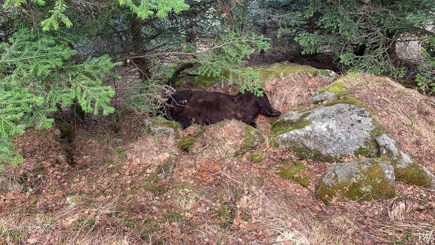 Pyrénées : Omerta, trafic de drogue, accusation d'une mort en France... Qui a tué l'ours Cachou? Un documentaire pose la question en attendant le procès