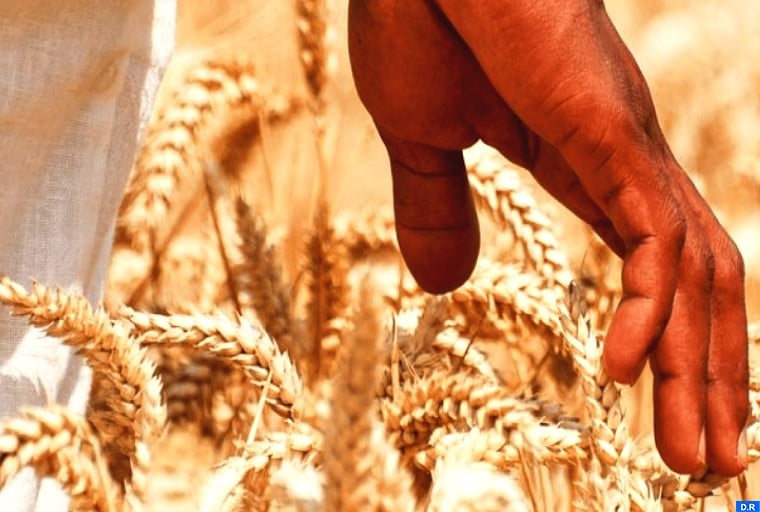 Céréales : La production prévisionnelle estimée à 31,2 Mqx (ministère)