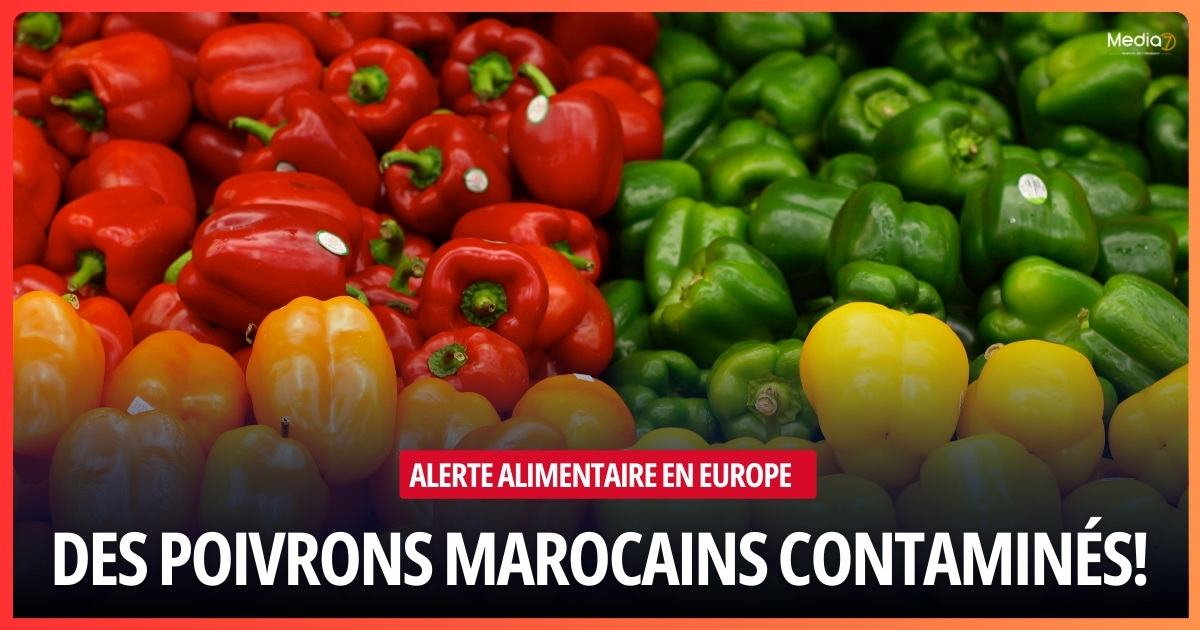 Alerte Alimentaire : Contamination des Poivrons Marocains, Mesures aux Frontières Espagnoles