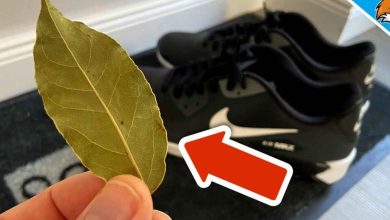 5 bienfaits de mettre une feuille de laurier dans les chaussures