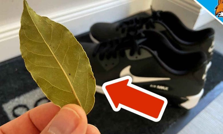 5 bienfaits de mettre une feuille de laurier dans les chaussures