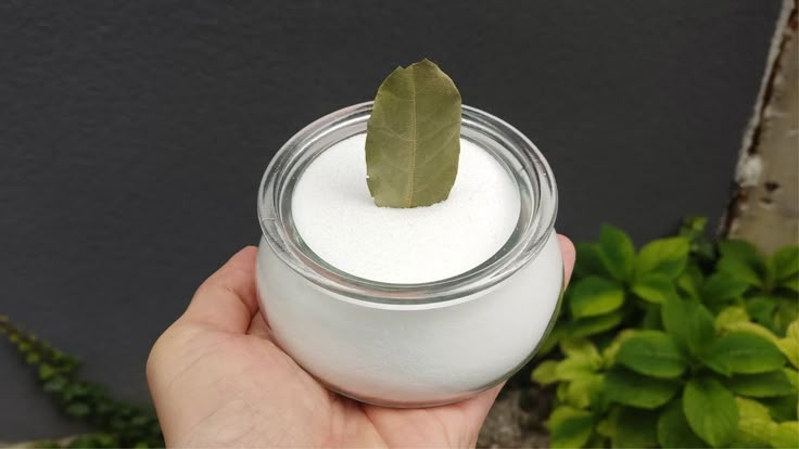 Plongez un laurier dans du bicarbonate de soude et vous serez complètement ravi !