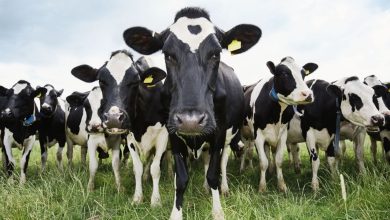 Vache