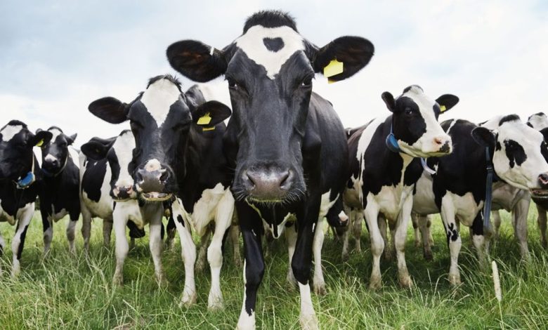 Vache